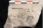 Foto (Detailansicht) von Cassia pseudophaseolites Ettingshausen (NHMW-GEO-2024-0188-10161)